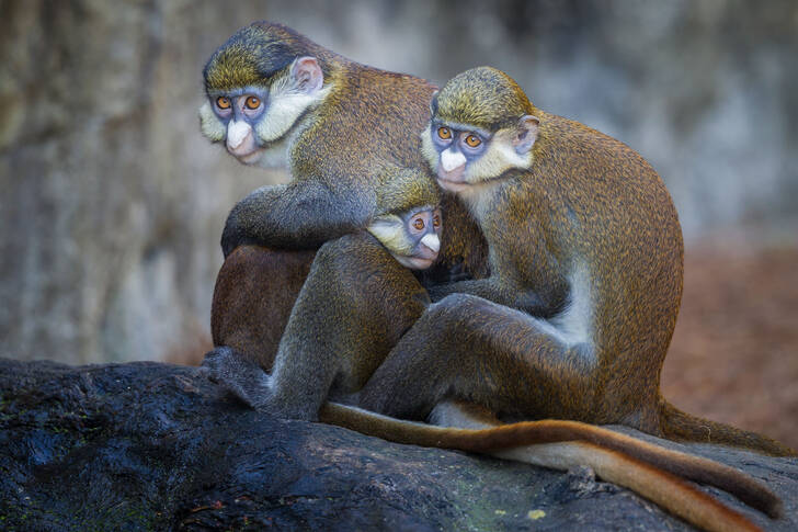 Famiglia di scimmie dalla coda rossa