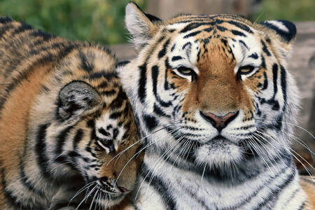 Tigre siberiano com filhote