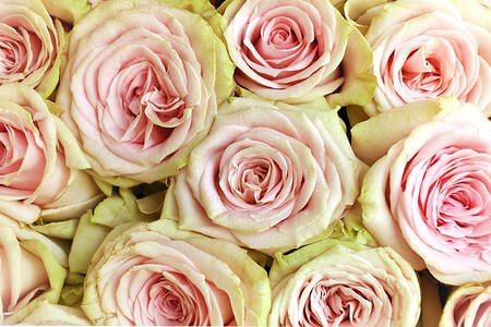 Bukett av vita och rosa rosor