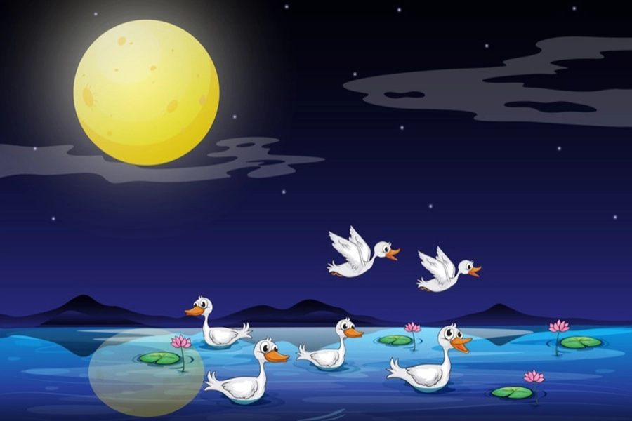 Canards sur l'étang