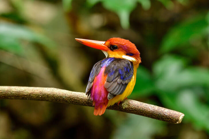 Pequeño martín pescador