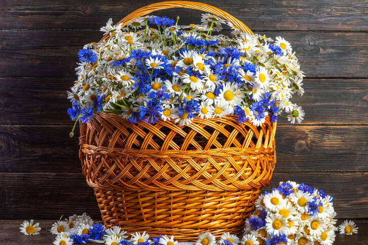 Korb mit Gänseblümchen und Kornblumen