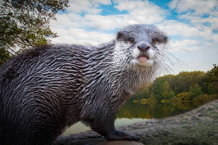 River otter