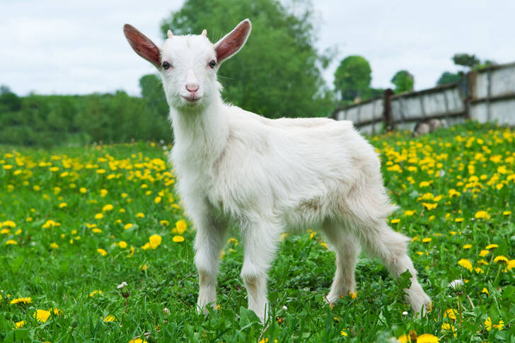 Zicklein auf dem Feld