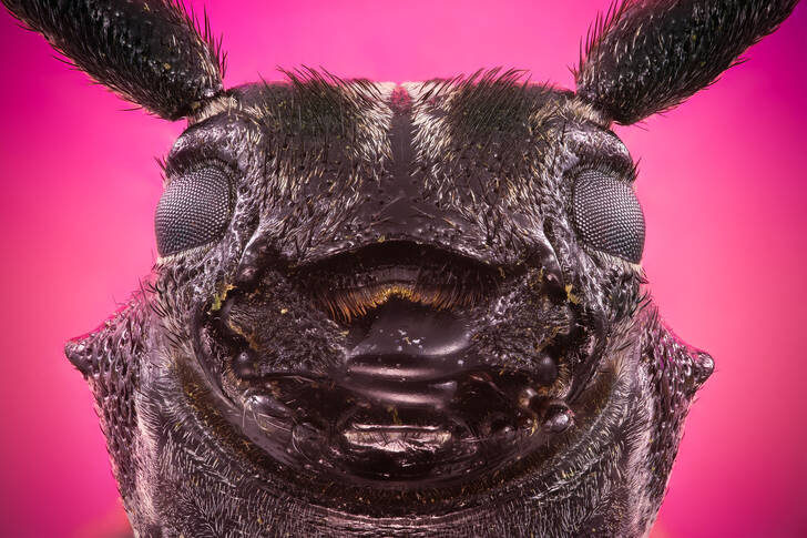 Portrait of a black longhorn beetle