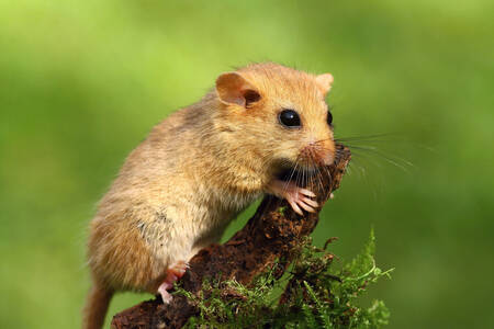 Tikus dormice Hazel