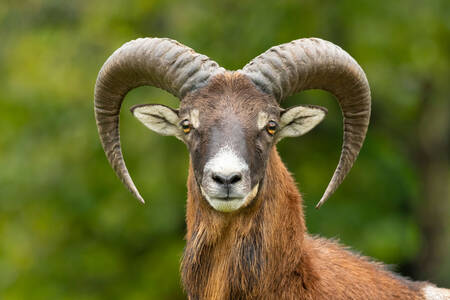 Mouflon européen