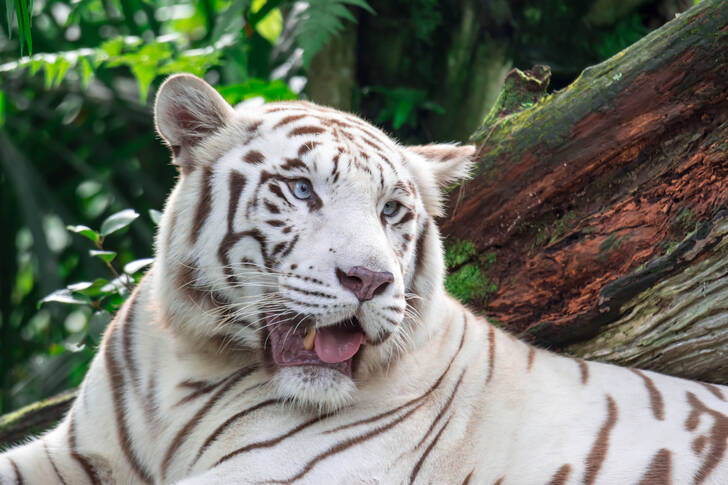 White Bengal tiger