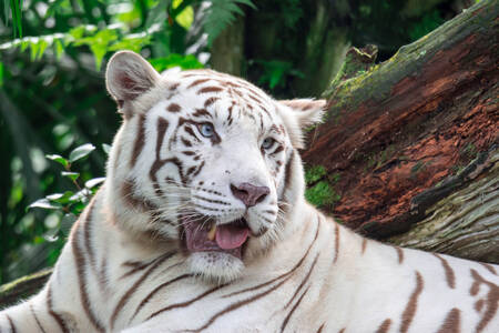 Tigre de Bengala blanco