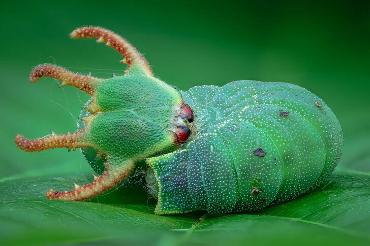 Horned caterpillar