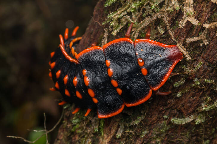 Trilobite beetle