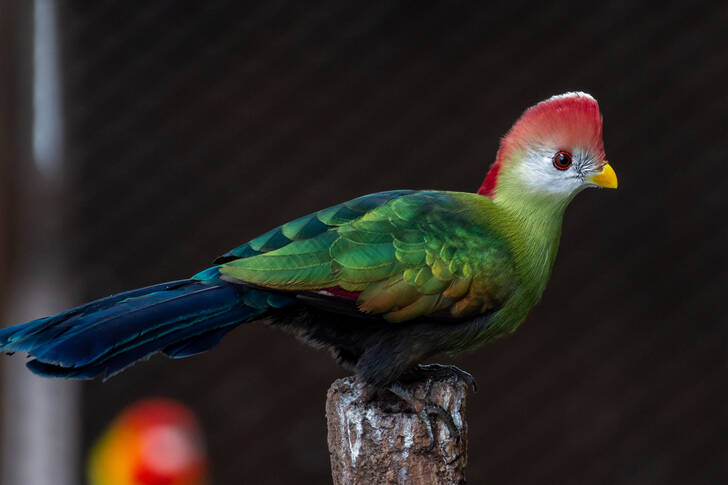 Turaco