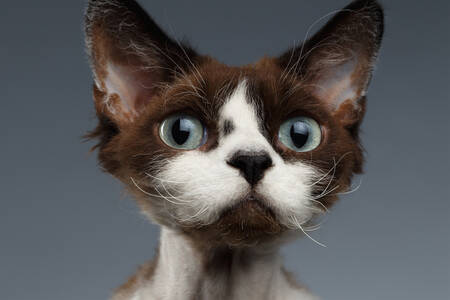 Devon Rex