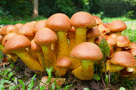 Nameko-paddenstoelen