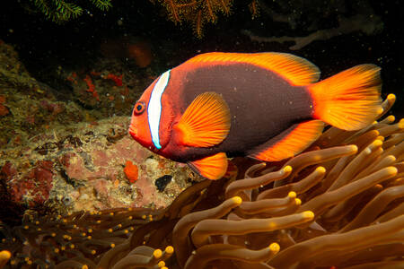 Sortrygget anemonefisk