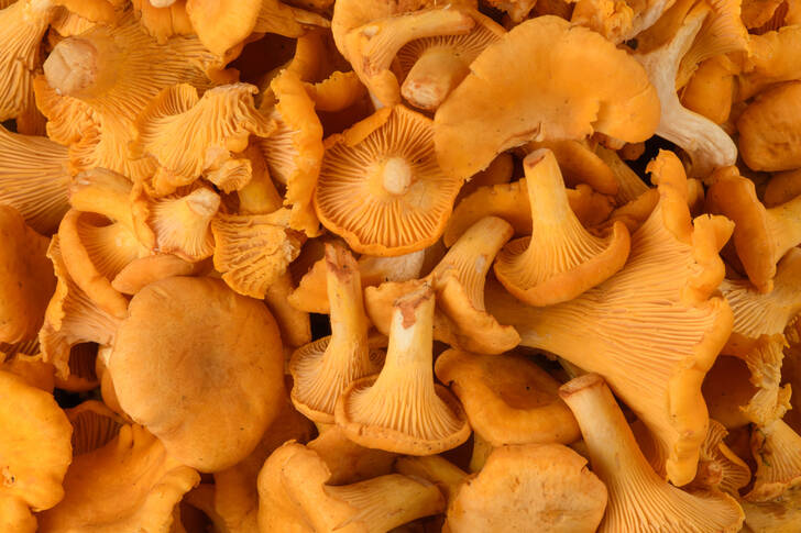 Common chanterelle