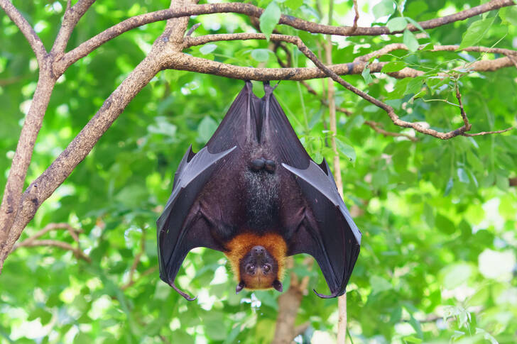 A bat is hanging on a tree
