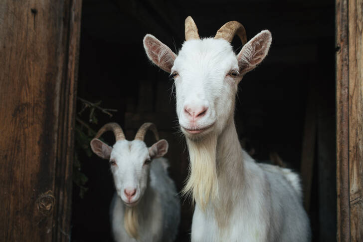 Domestic goats