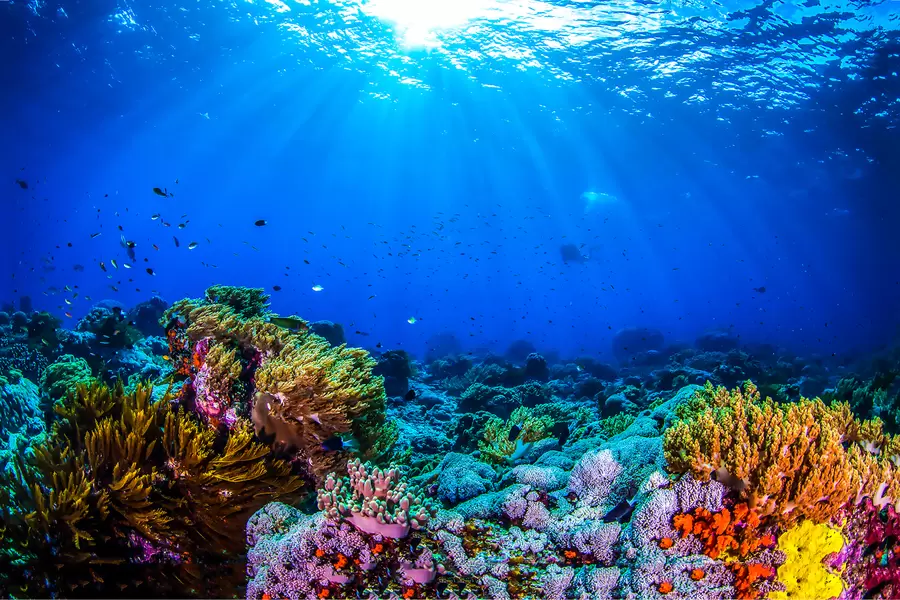 Récif de corail