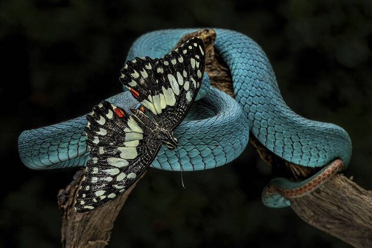 Fluture pe o viperă albastră