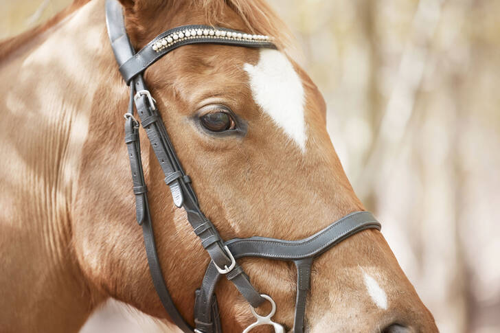 Un cavallo rosso con una briglia