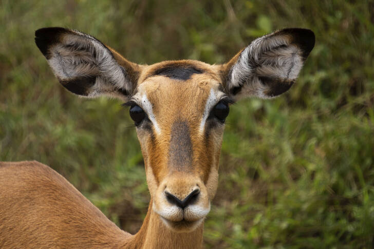 Portrait of a female impala