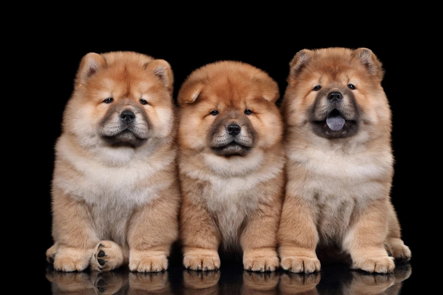 Chow Chow -pennut
