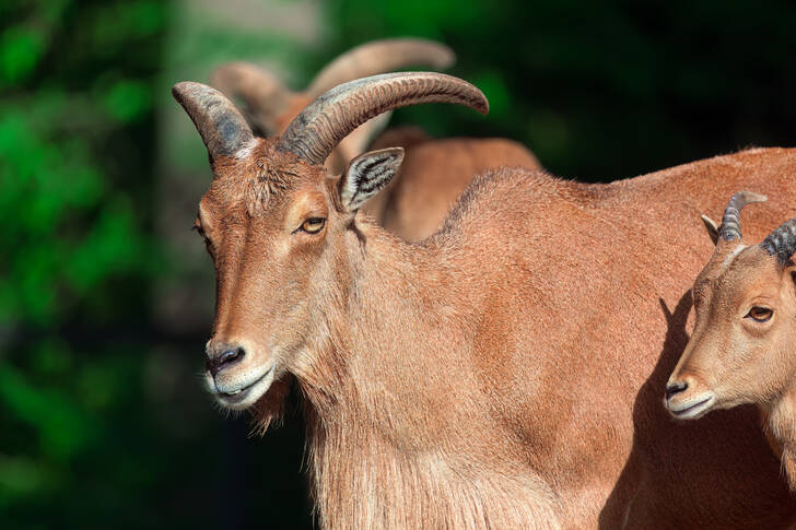 Mountain Barbary sheep