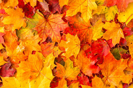 Herbstahornblätter