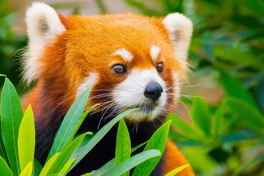 Rød panda