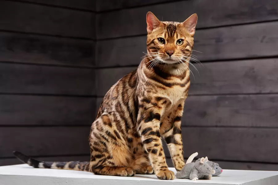 Бенгалска котка