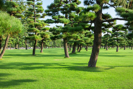 Pine park in Tokyo