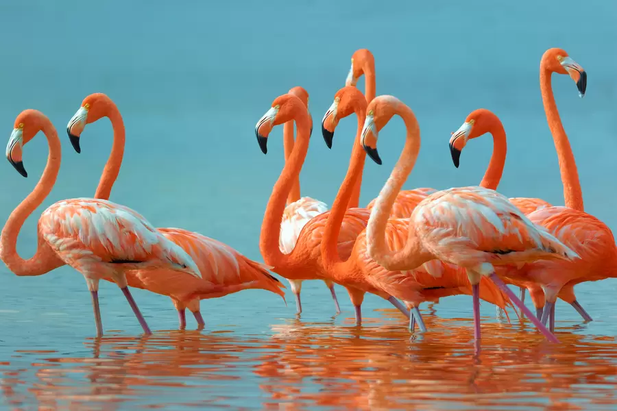 Flamingo