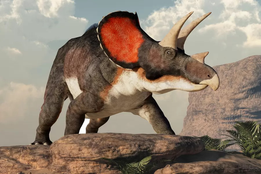 Triceratops