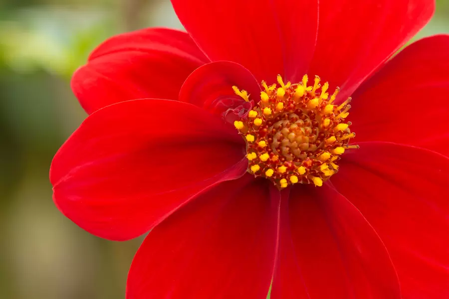 Flor vermelha