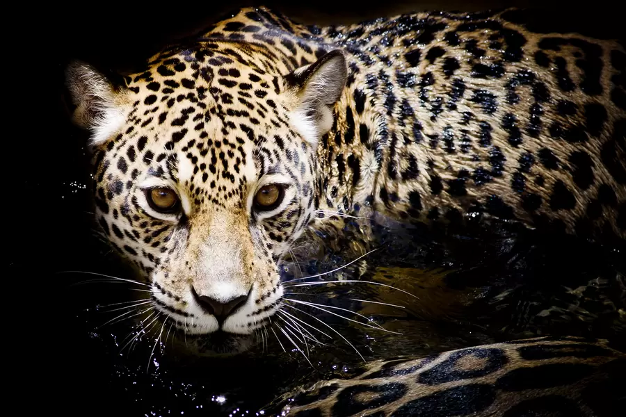 Jaguar