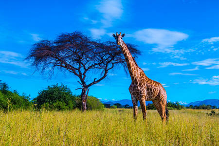 Giraffe in the savannah