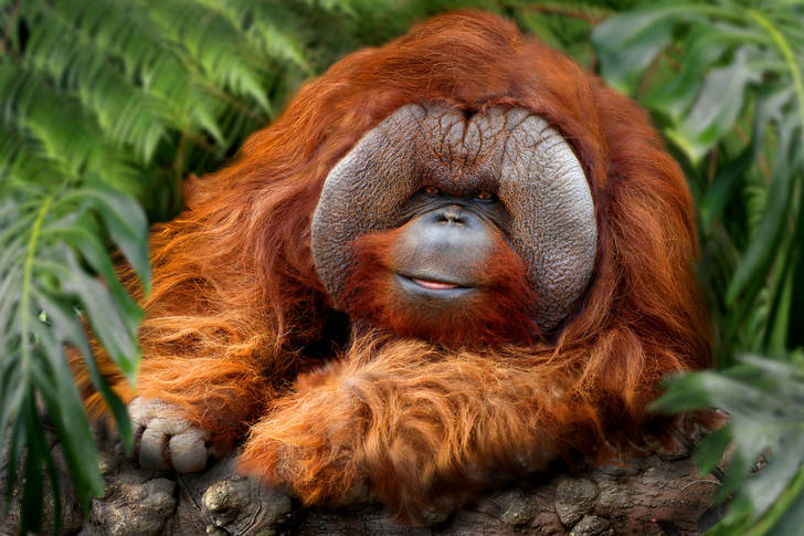 Ginger orangutan