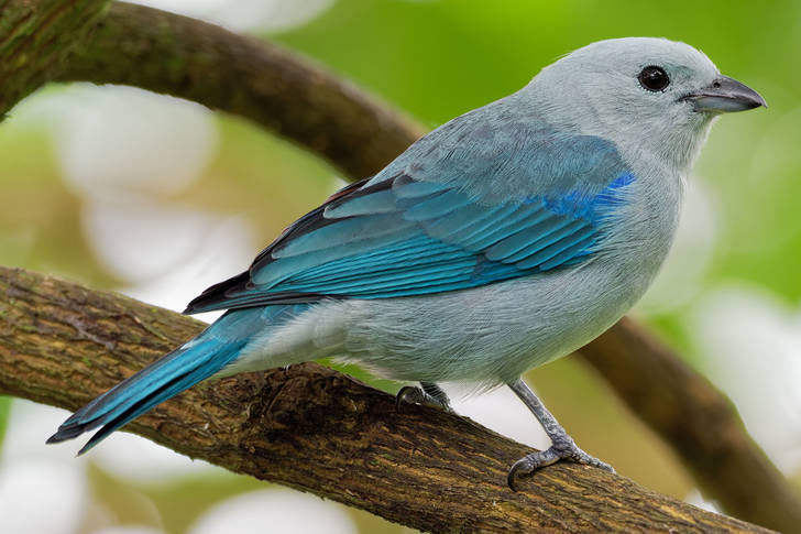 Blue tanager