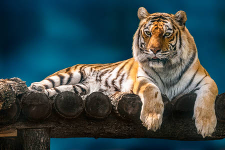 Tygrys amurski