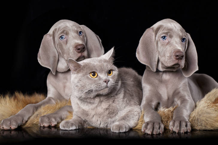Weimaraner puppies and british cat