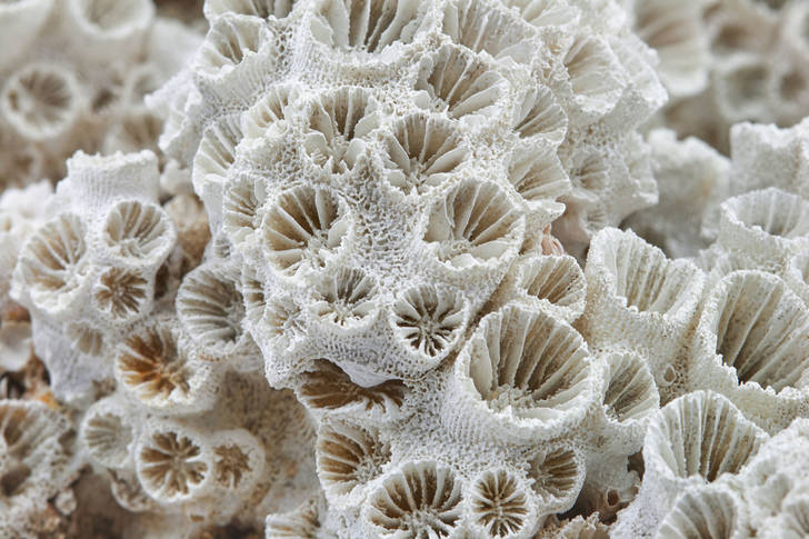 Esqueleto de coral