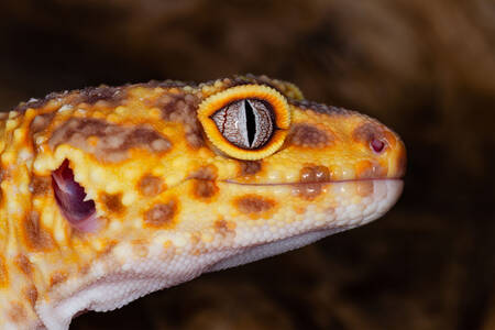 Spotted gecko