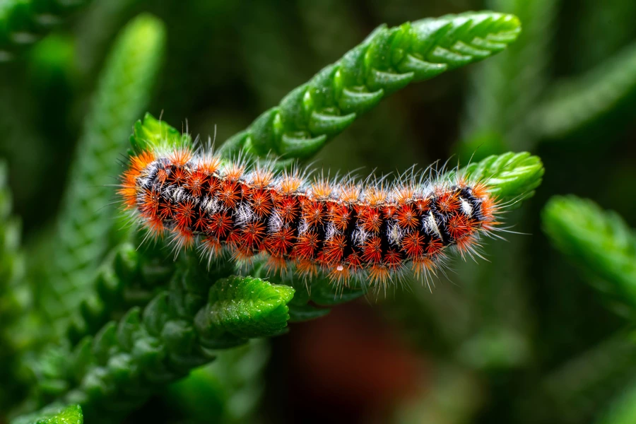 Rups op een plant