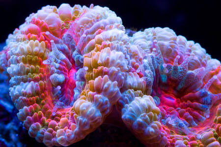 Acanthastrea koraal