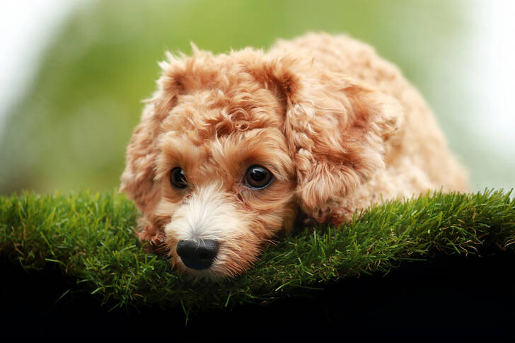 Poodle on the grass