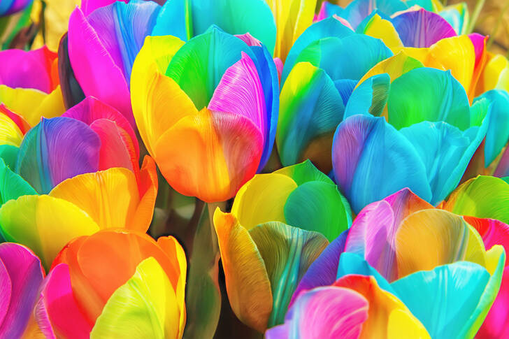 Rainbow tulips