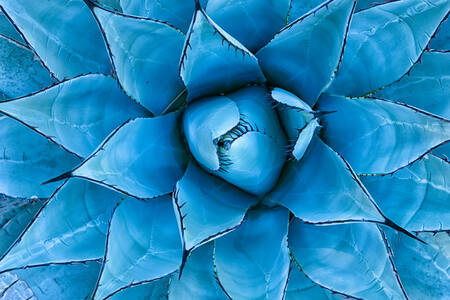 Agave biru