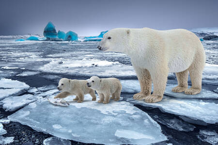 Ľadová medvedica s mláďatami