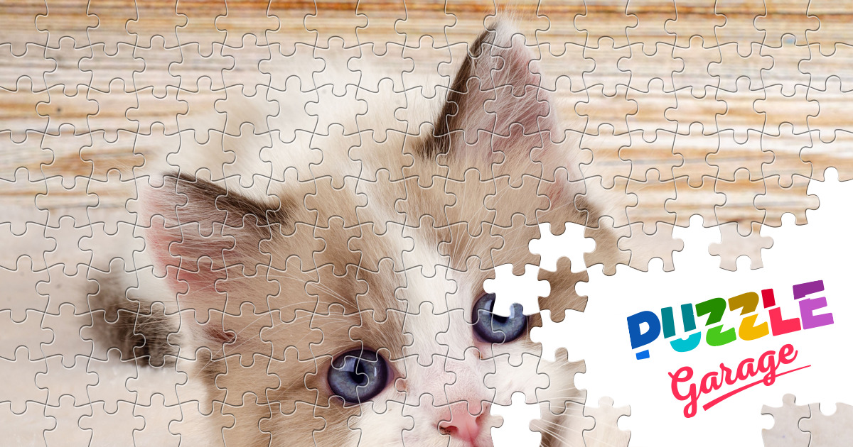 Blue-eyed kitten Jigsaw Puzzle (Animals, Pets) | Puzzle Garage